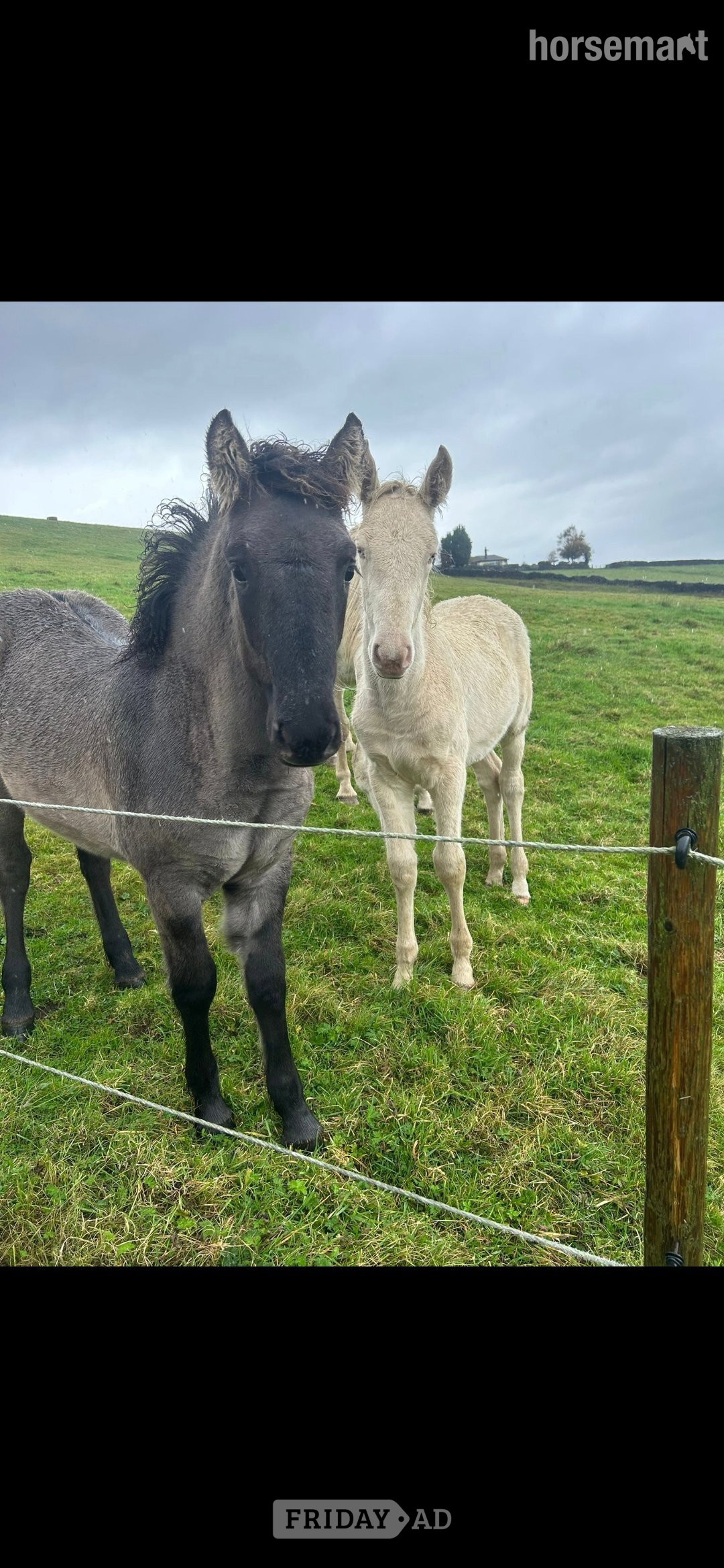 "Isla" Mouse Dun Filly Youngstock / Foal - Horses