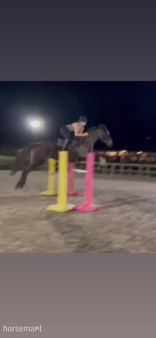 "Delta " Dark Bay Mare All Rounder