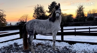 14.3 Andalusian Mare
