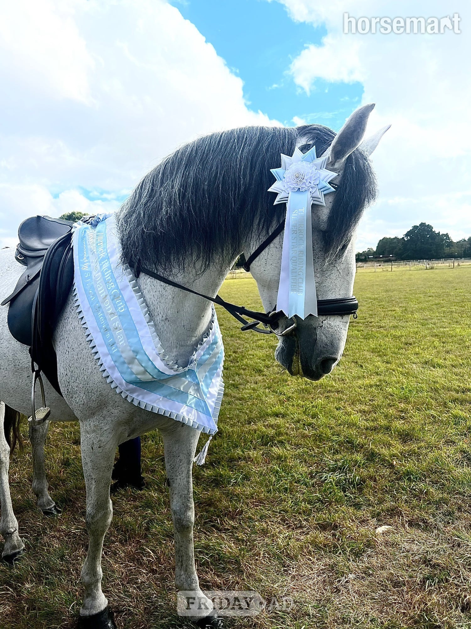 Basildon 14.3 Andalusian Mare