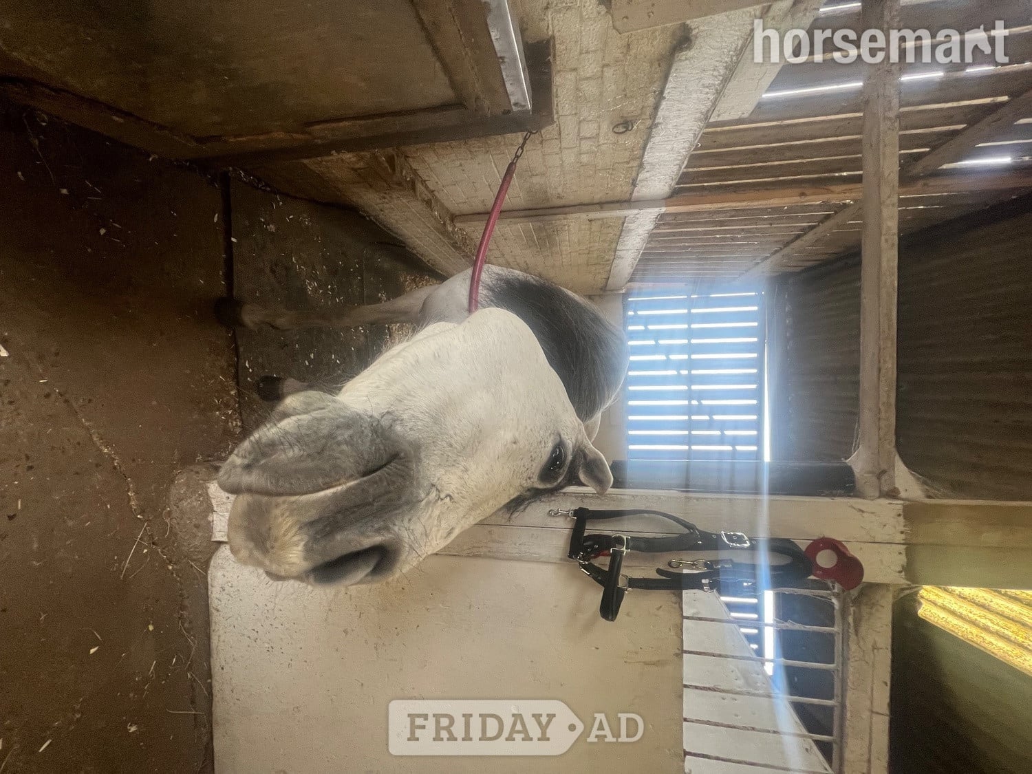 14.3 Andalusian Mare - Horses