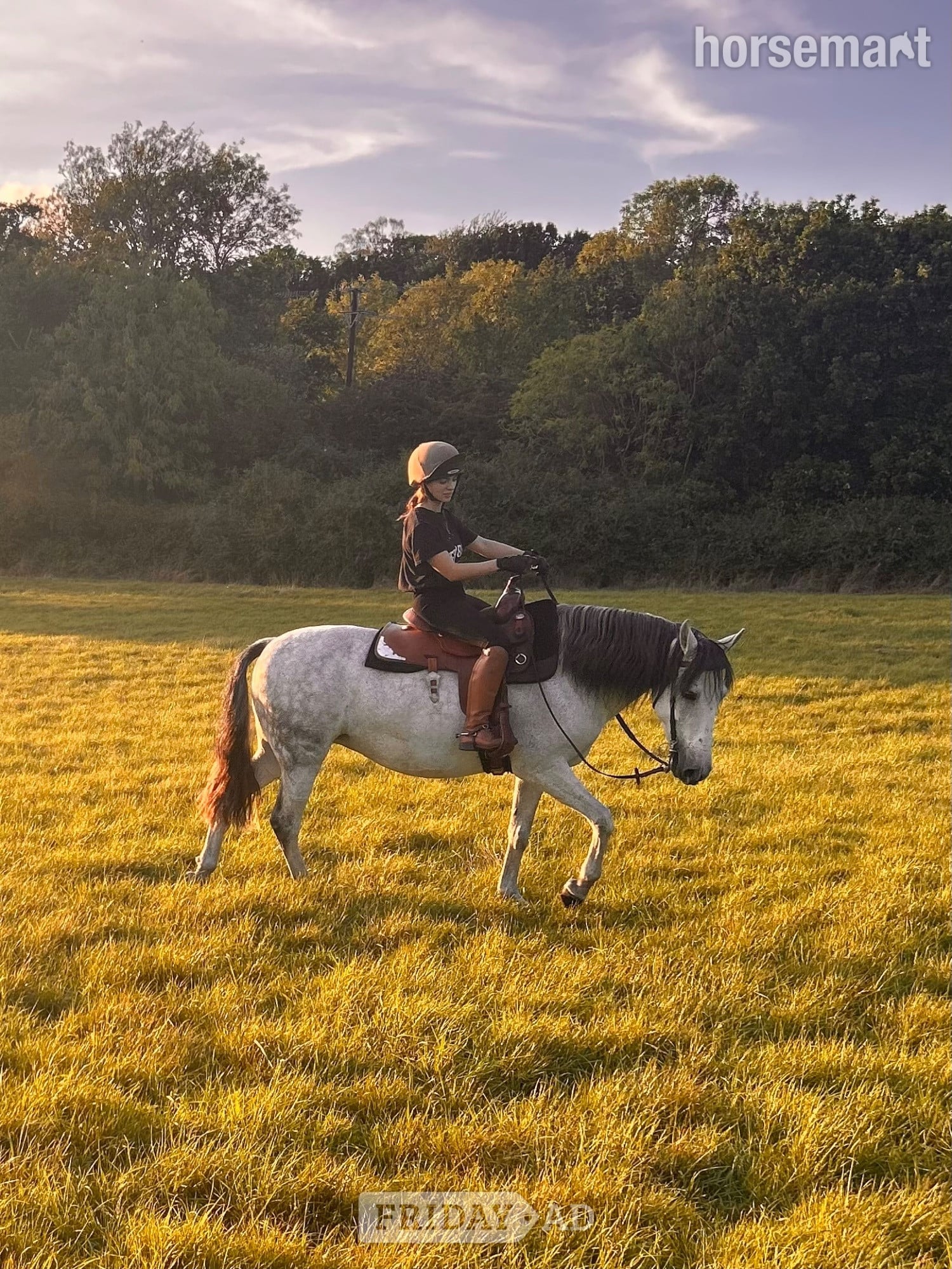 14.3 Andalusian Mare - Horses in Basildon