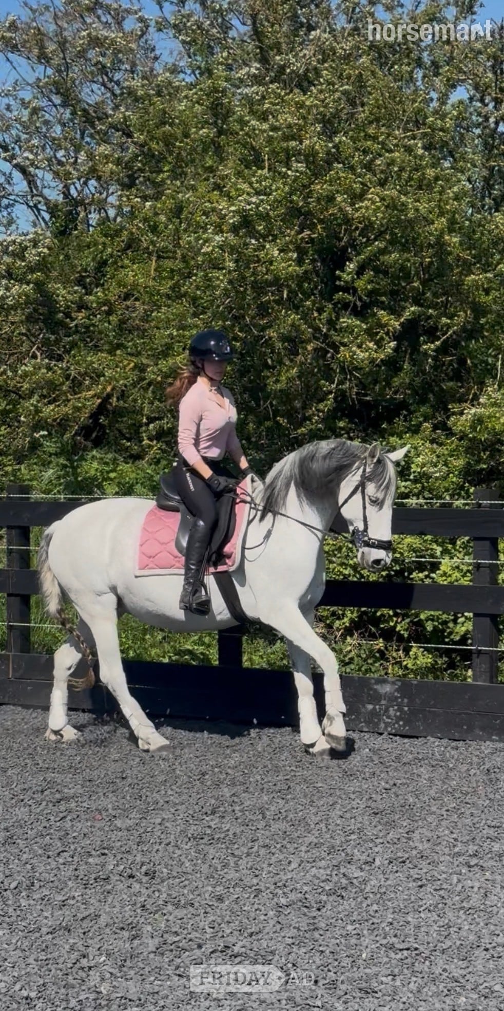 14.3 Andalusian Mare