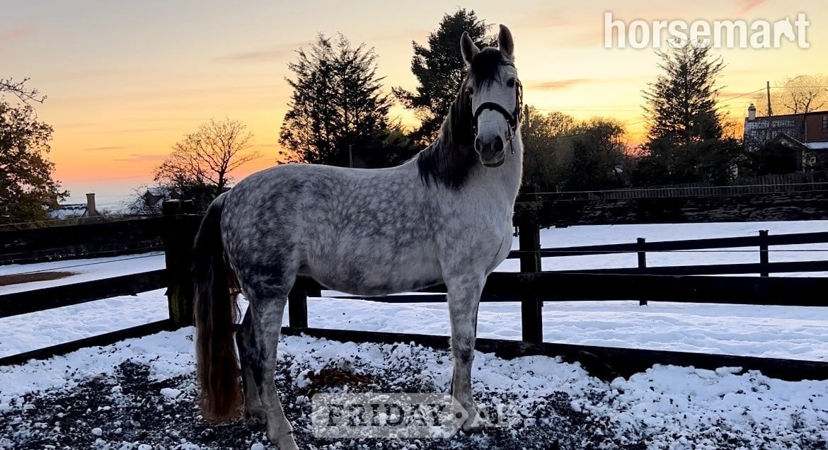 14.3 Andalusian Mare in Basildon