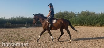 "Tara"  Mare Ex Racehorse