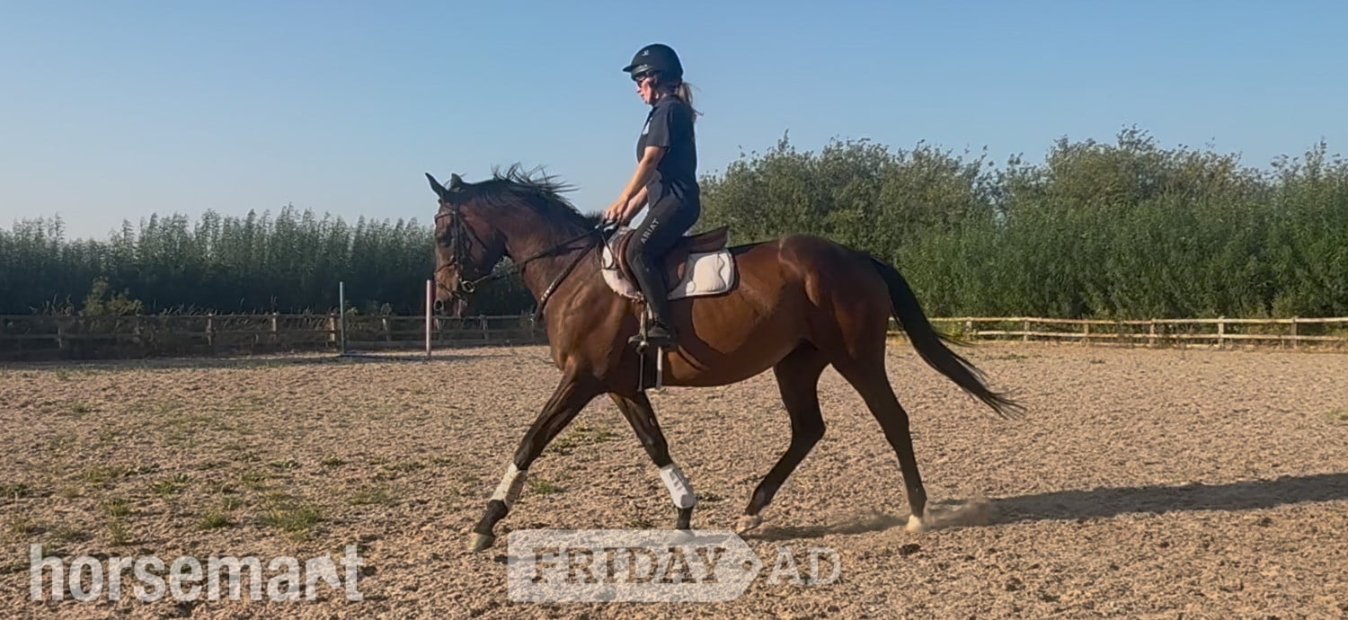 "Tara"  Mare Ex Racehorse in Chippenham