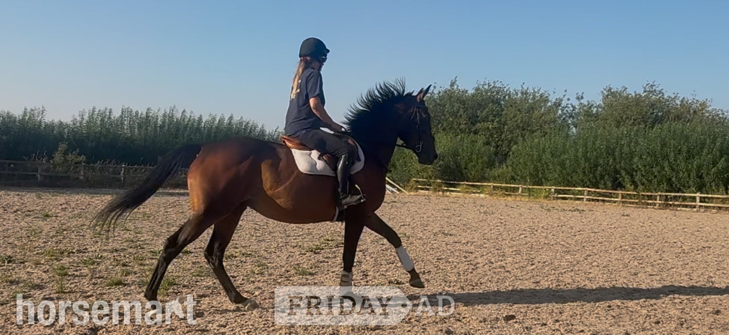 "Tara"  Mare Ex Racehorse