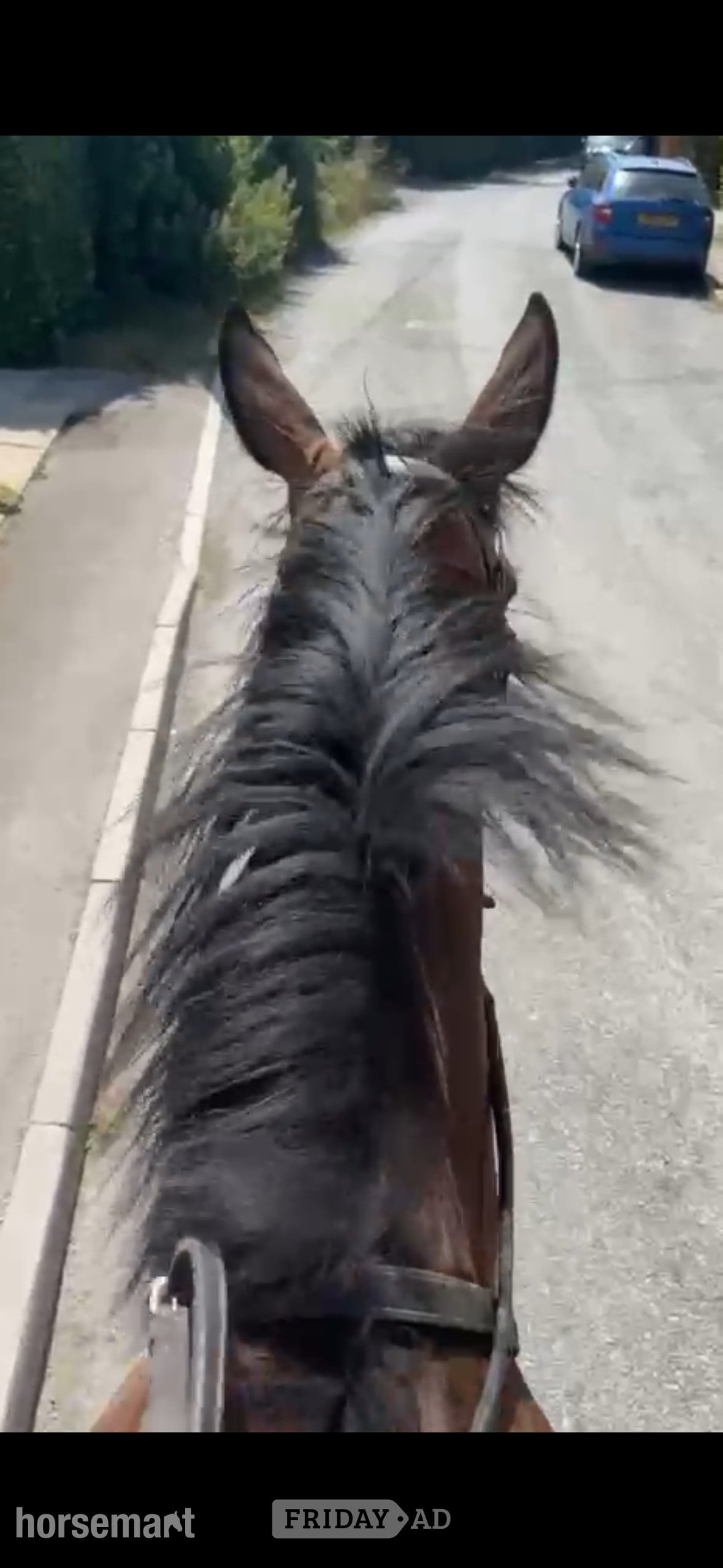 Chippenham "Tara"  Mare Ex Racehorse