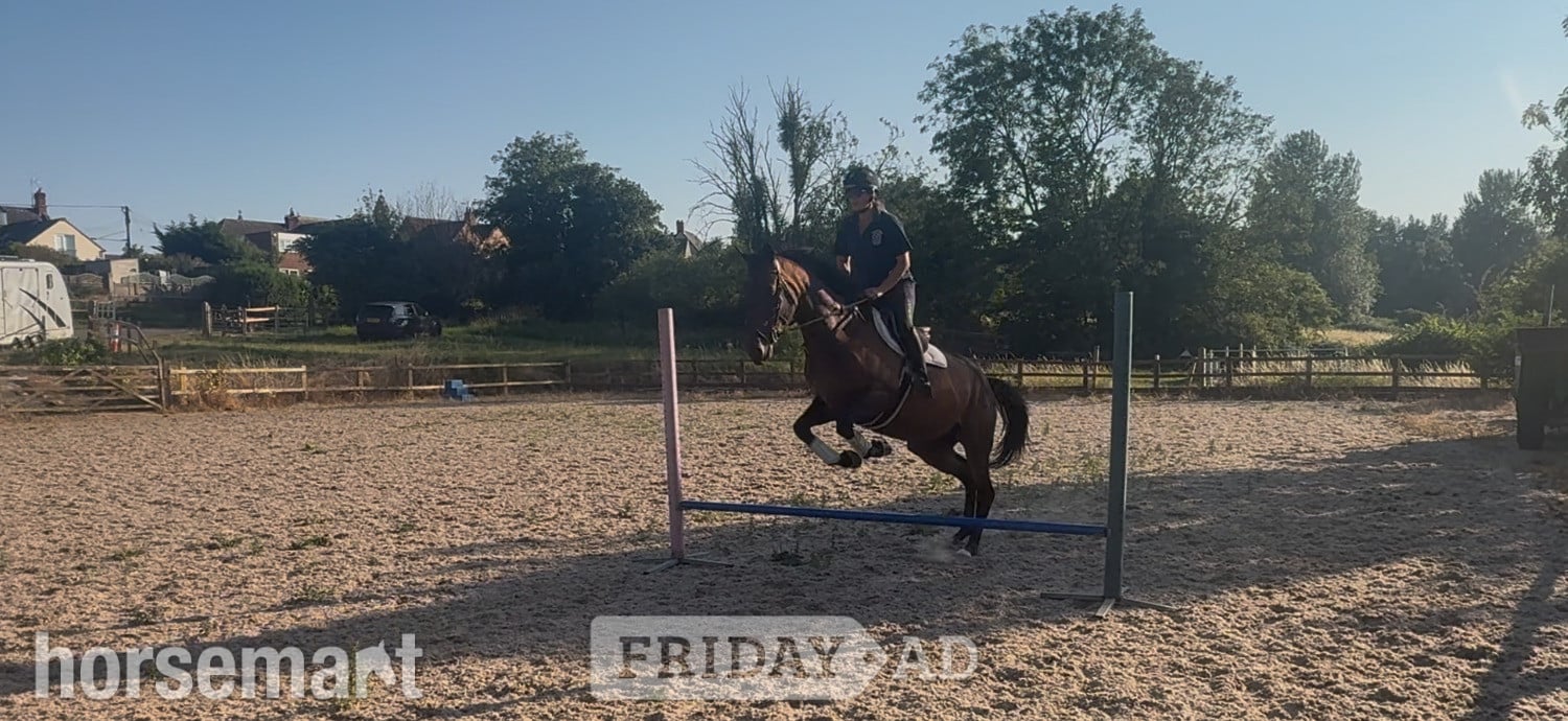 "Tara"  Mare Ex Racehorse -  in Chippenham