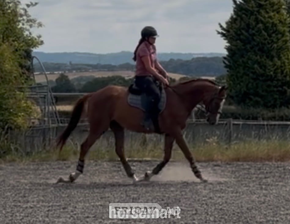 "Cruise" Chestnut Gelding All Rounder in Stourbridge