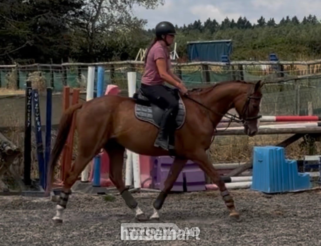 "Cruise" Chestnut Gelding All Rounder