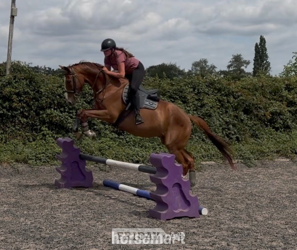 Stourbridge "Cruise" Chestnut Gelding All Rounder