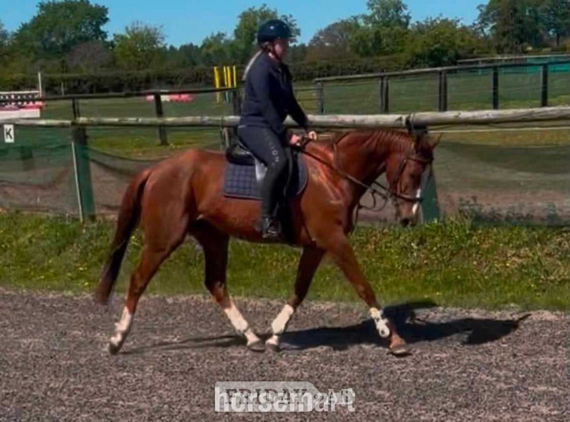 "Cruise" Chestnut Gelding All Rounder - Horses in Stourbridge