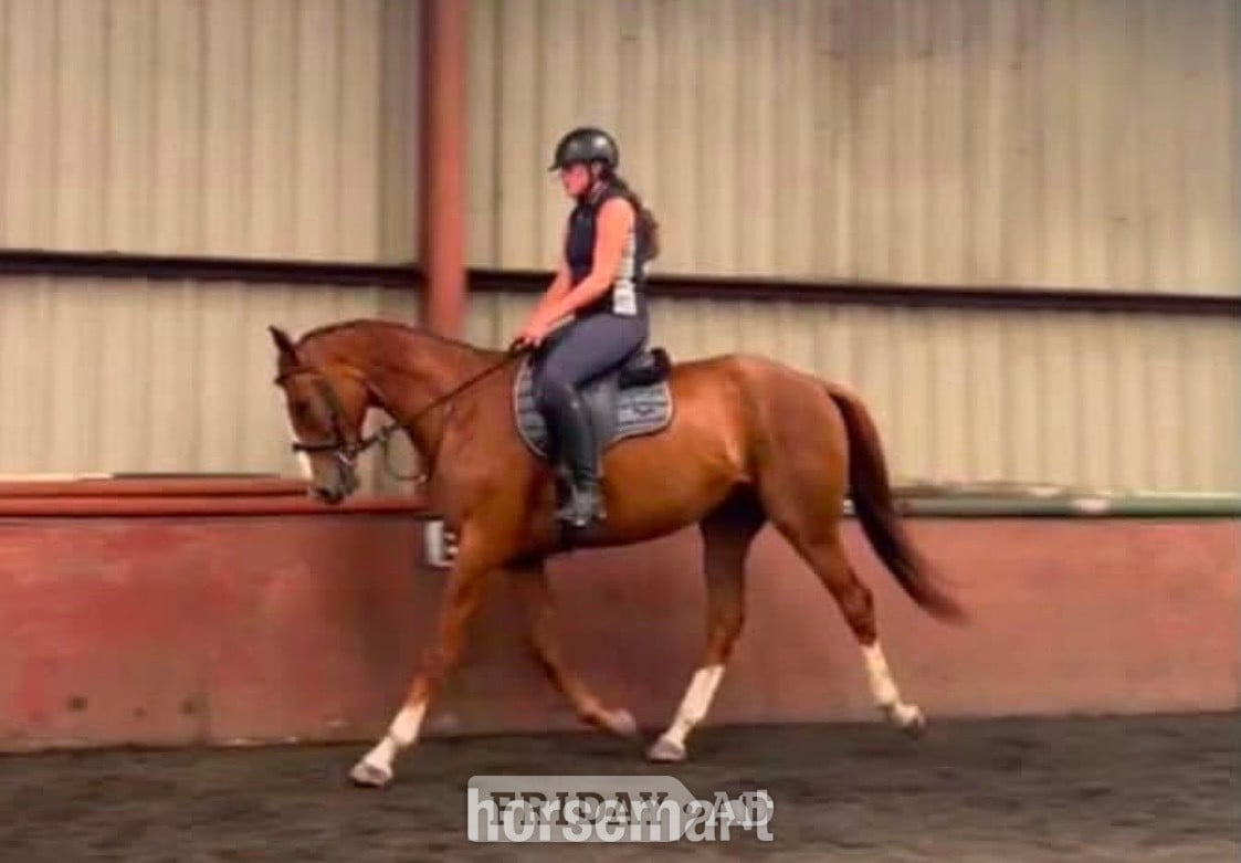 "Cruise" Chestnut Gelding All Rounder - Horses