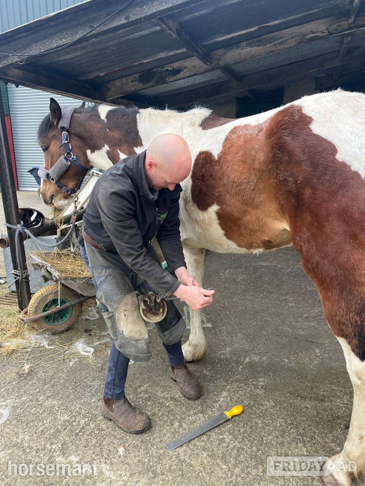 "Zulu Red" Skewbald Mare Coloured