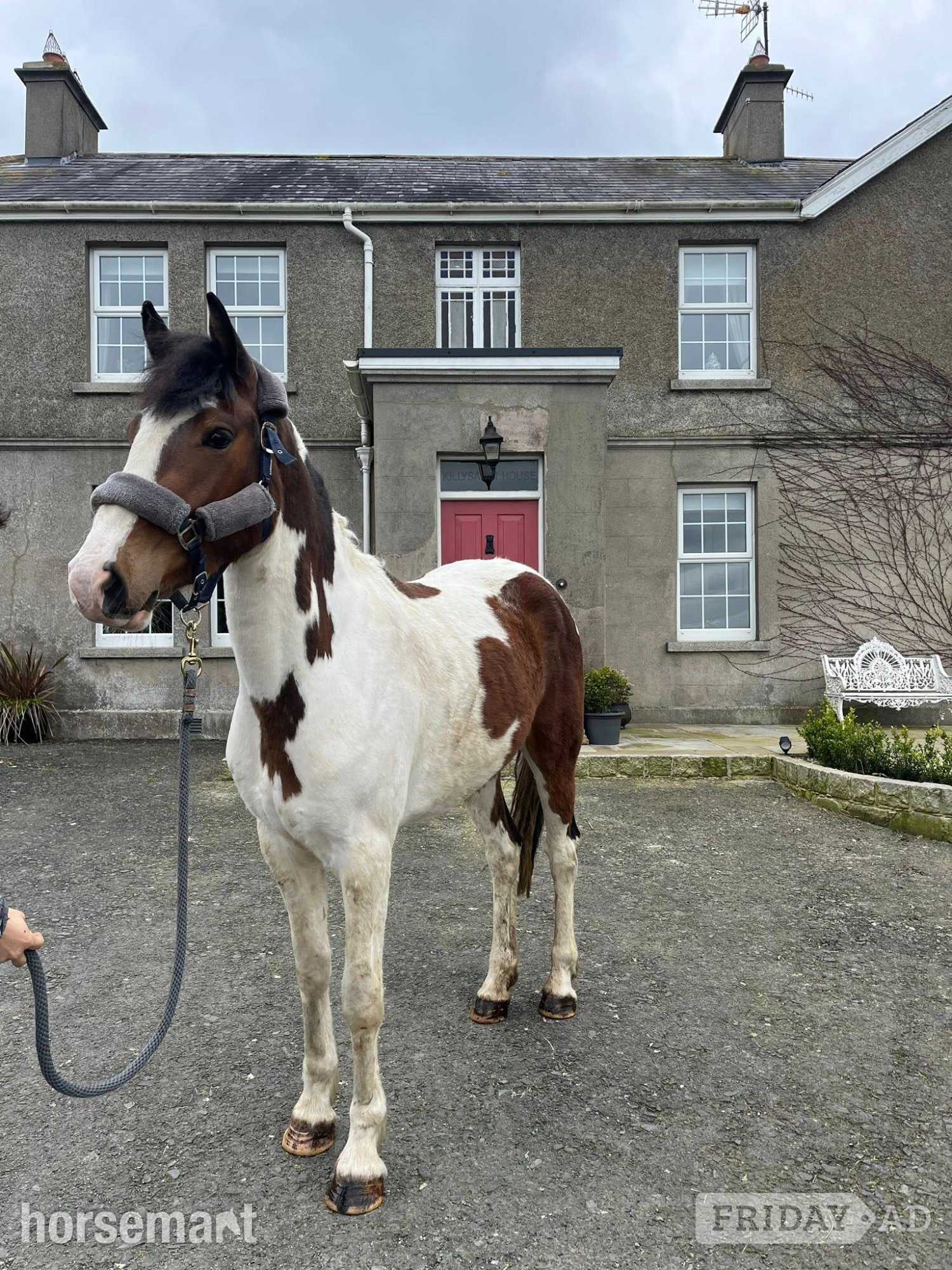 Banbridge "Zulu Red" Skewbald Mare Coloured