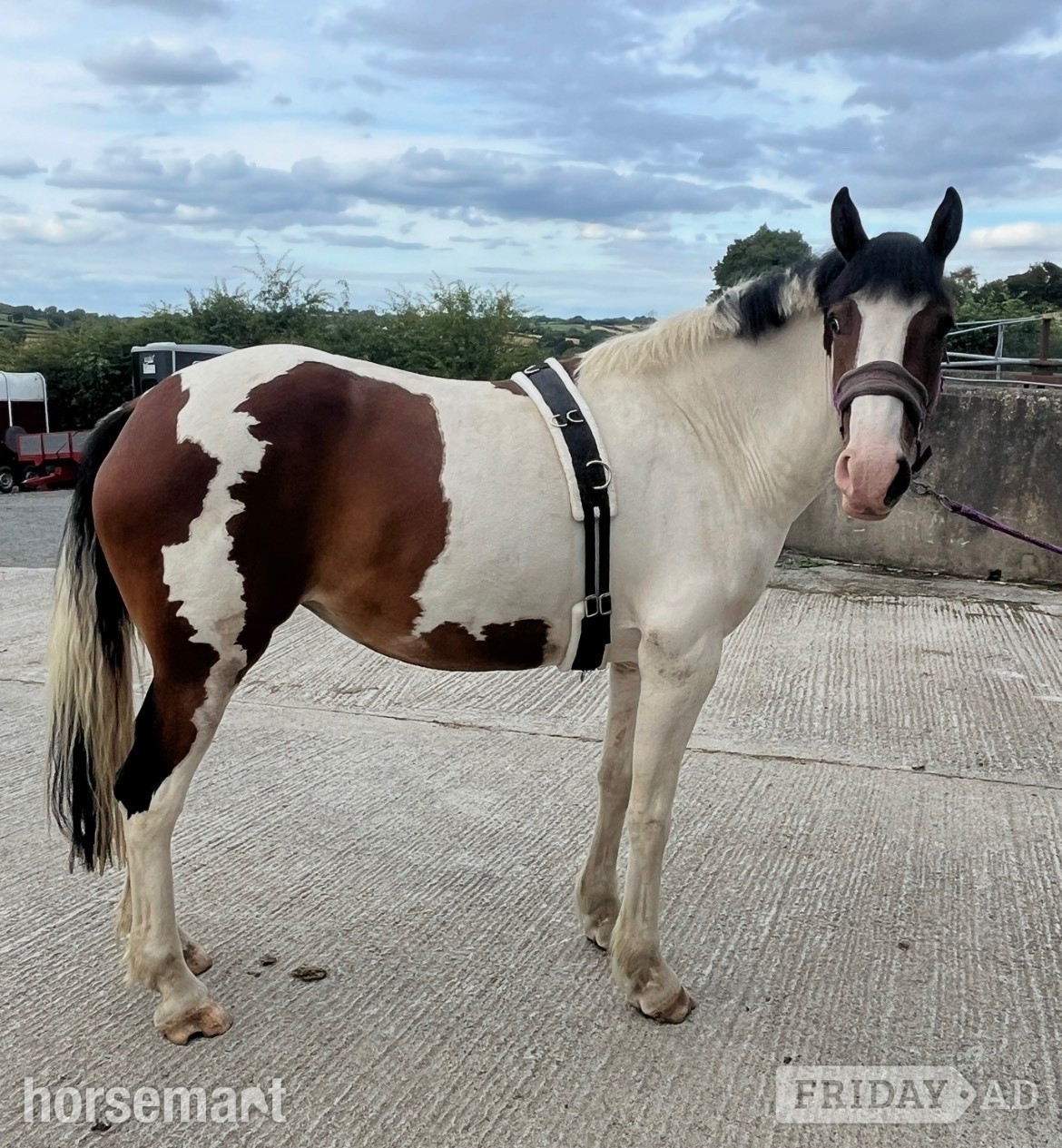 "Zulu Red" Skewbald Mare Coloured - Horses in Banbridge