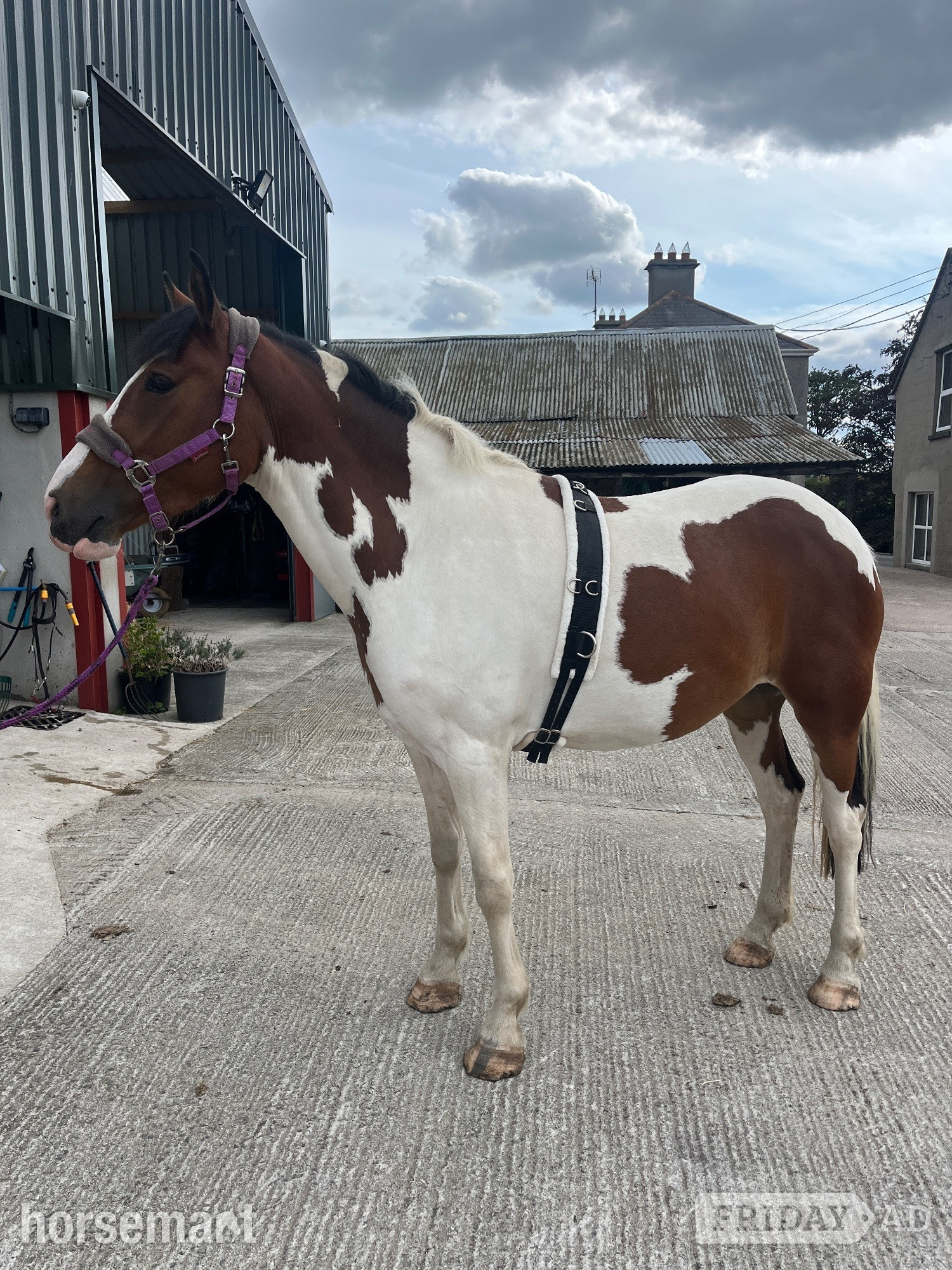 "Zulu Red" Skewbald Mare Coloured - Horses
