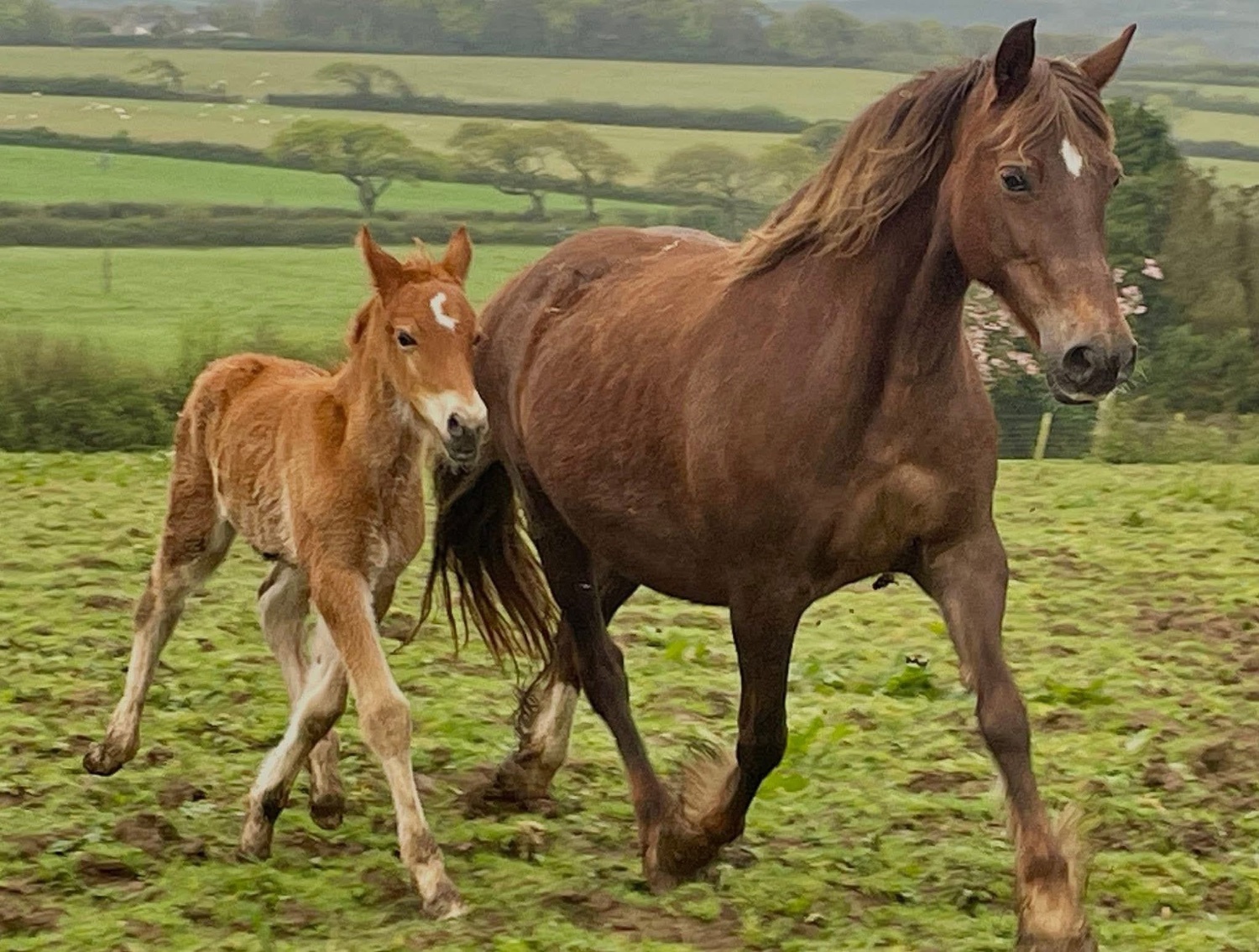 Bude "Tresoyra Rhonda" Chestnut Mare Broodmare