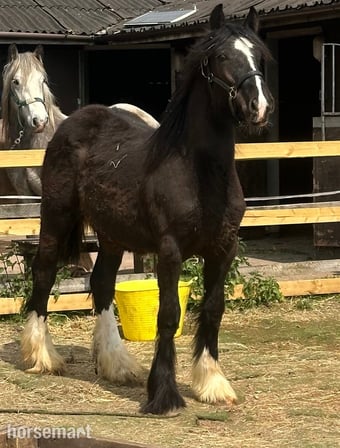 "Rio" Black Colt Youngstock / Foal