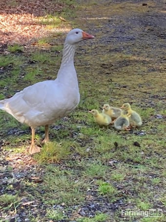 Day Old Embden Goslings 