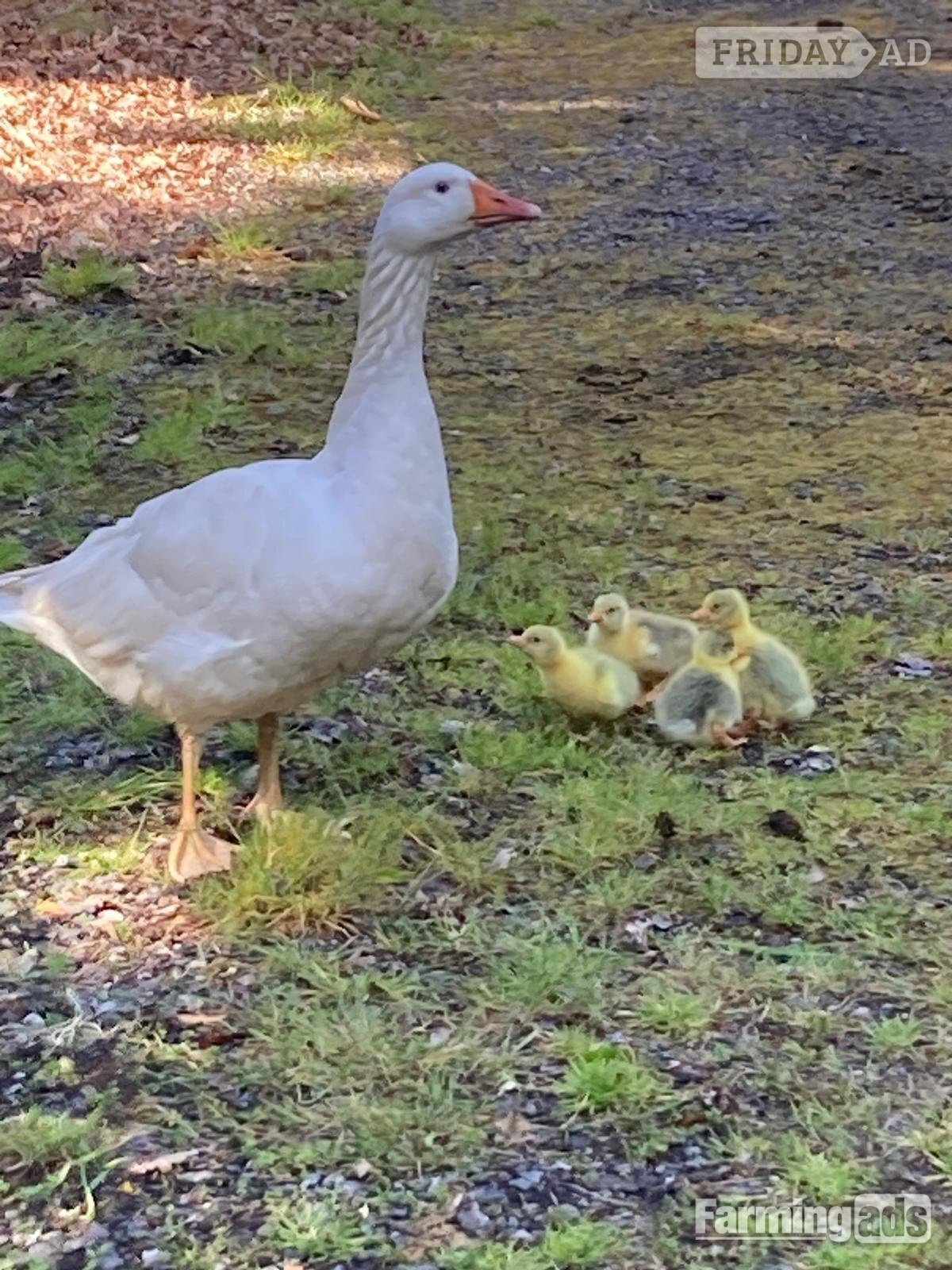 Day Old Embden Goslings  in Market Weighton