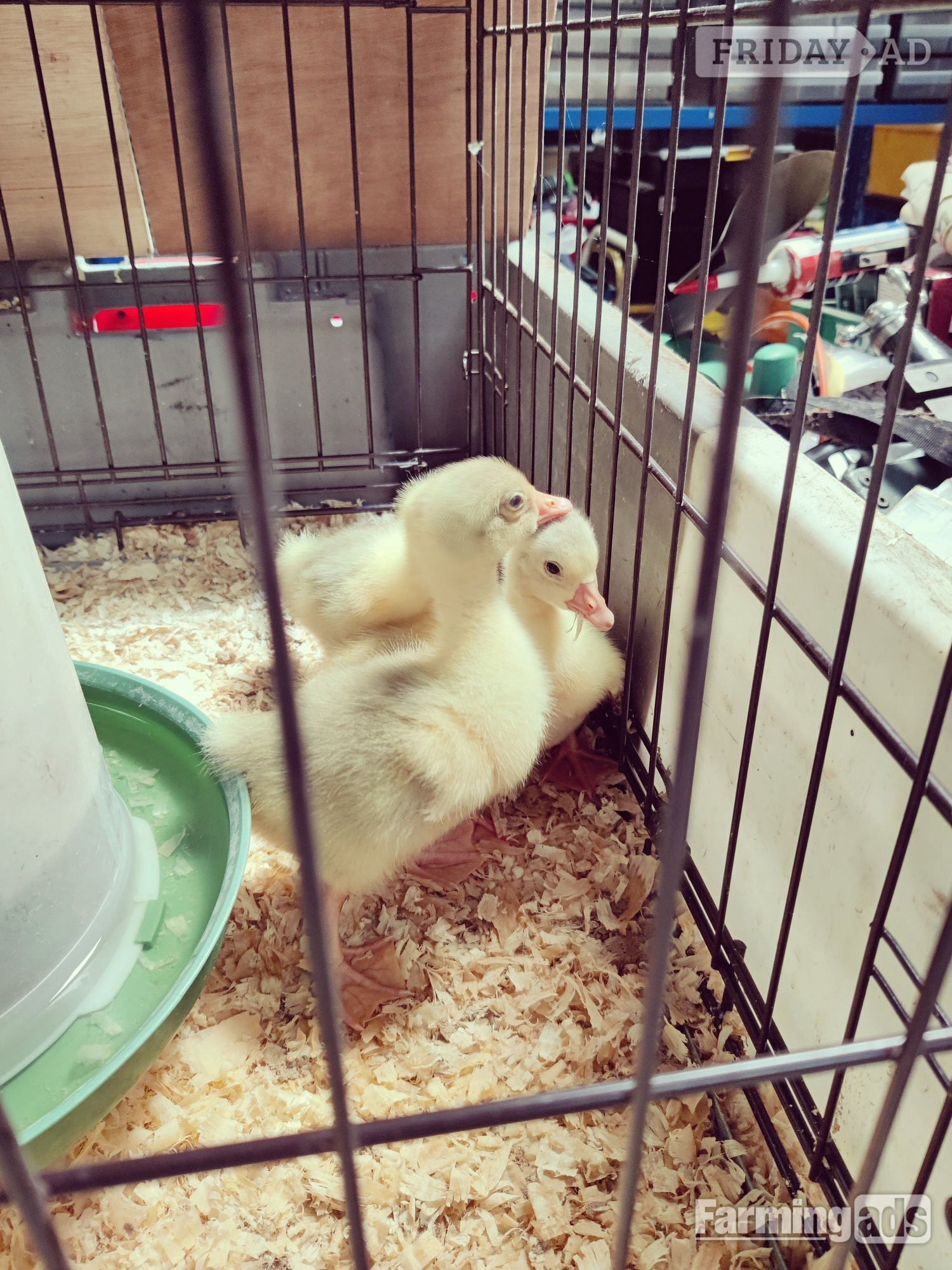 Day Old Embden Goslings 