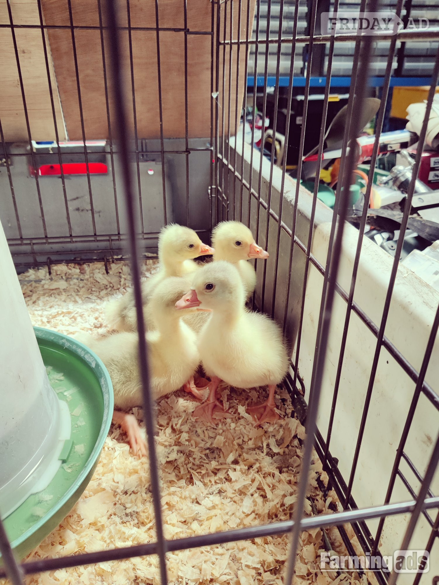 Market Weighton Day Old Embden Goslings 