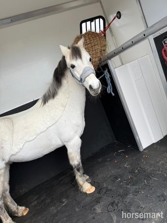 "Popeye" Grey Gelding Lead Rein/First Ridden Pony