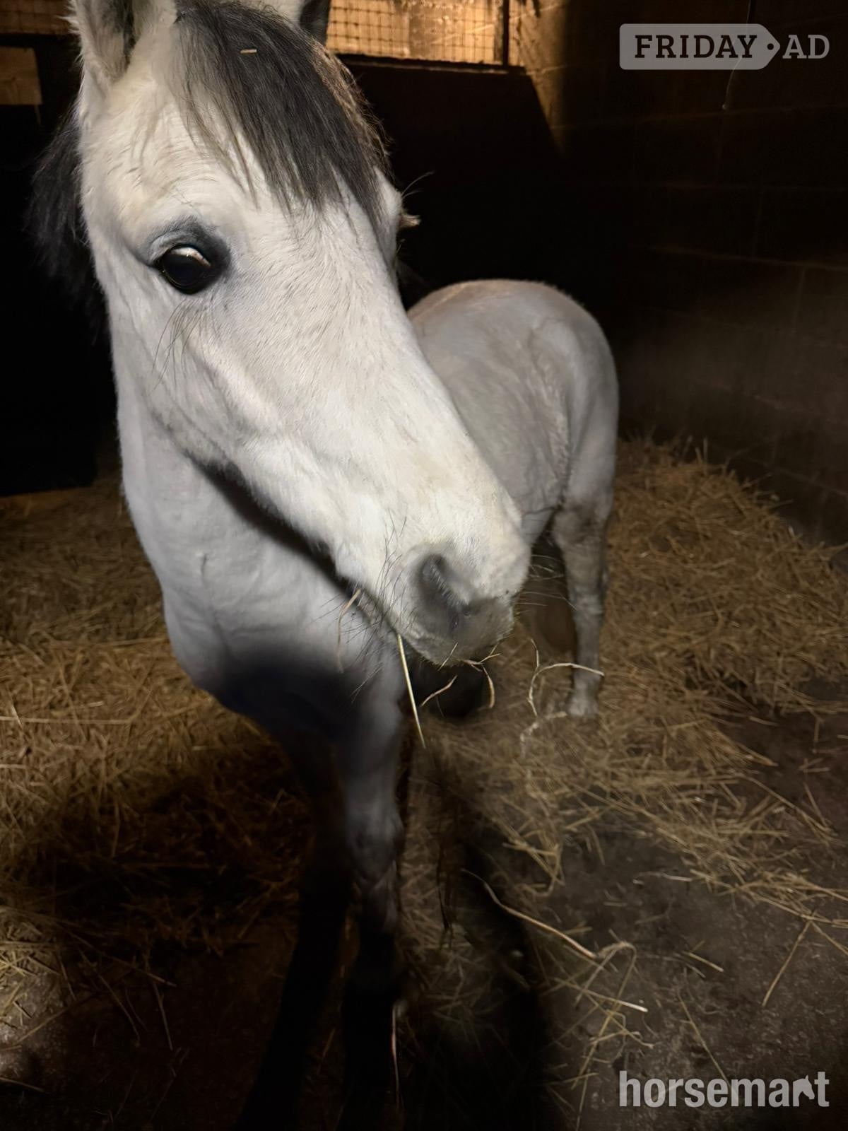 "Popeye" Grey Gelding Lead Rein/First Ridden Pony