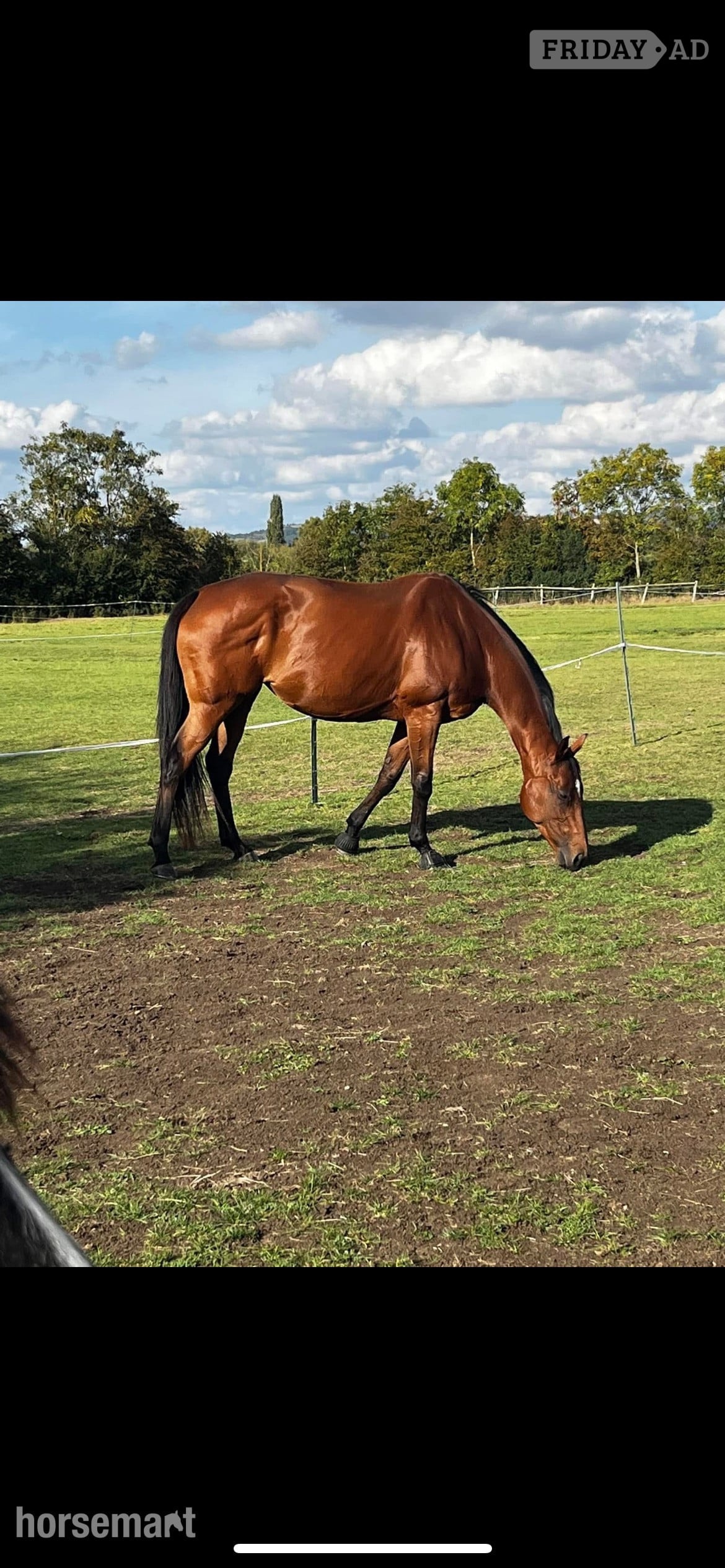 "Ronoccos Katie " Bay Mare All Rounder