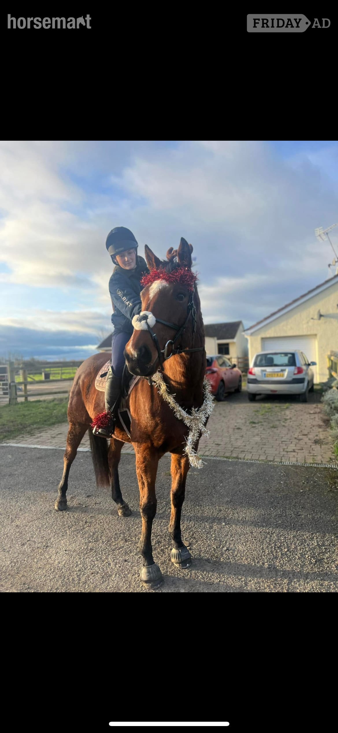 Tewkesbury "Ronoccos Katie " Bay Mare All Rounder