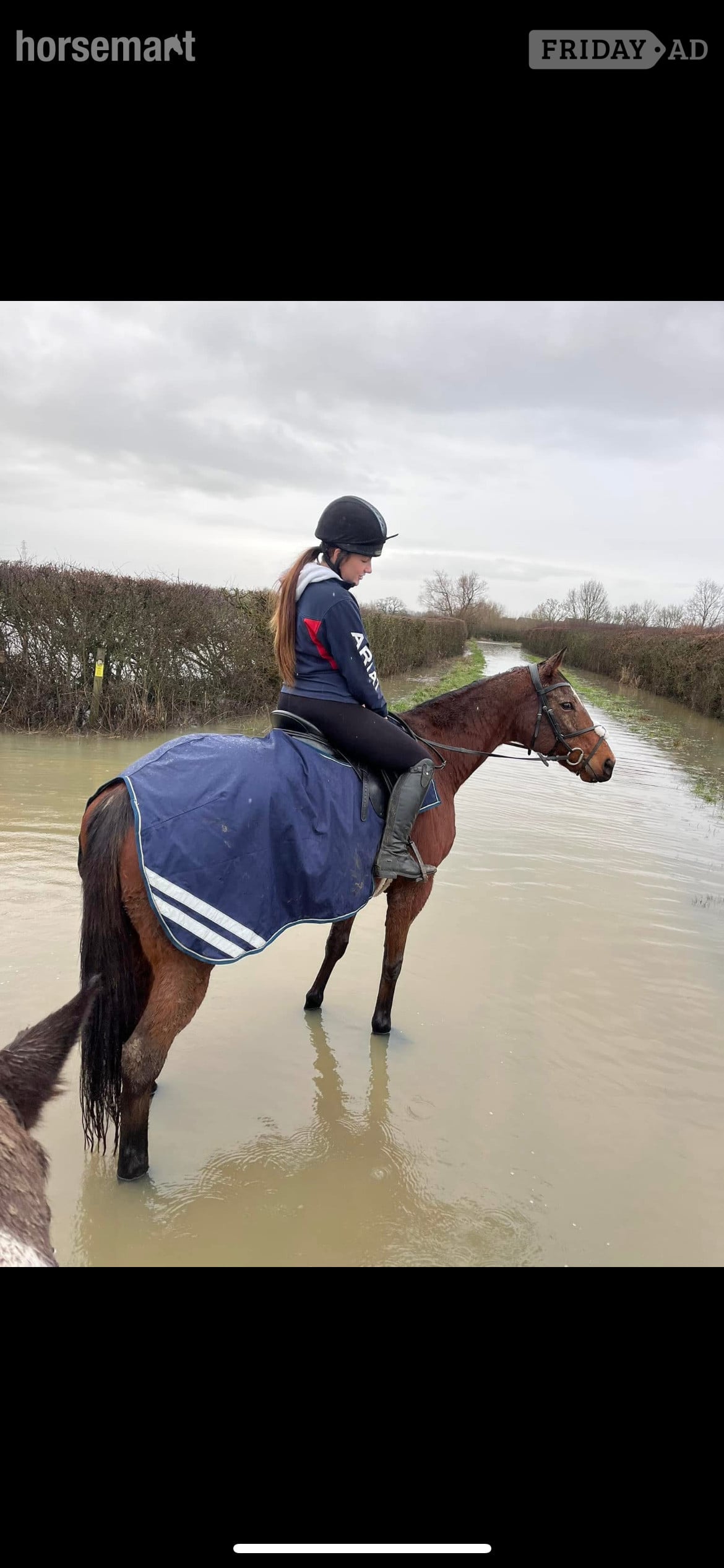 "Ronoccos Katie " Bay Mare All Rounder - Horses in Tewkesbury