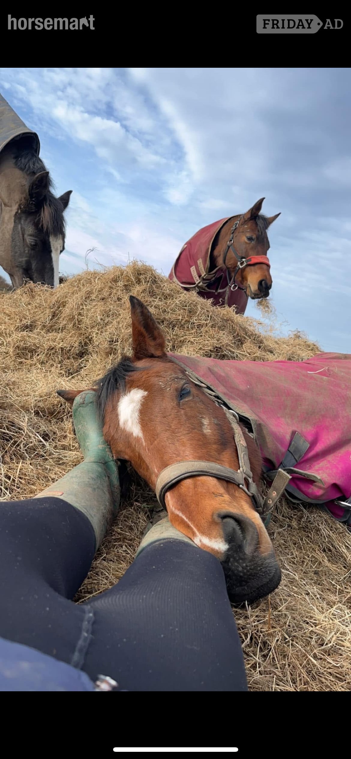 "Ronoccos Katie " Bay Mare All Rounder - Horses
