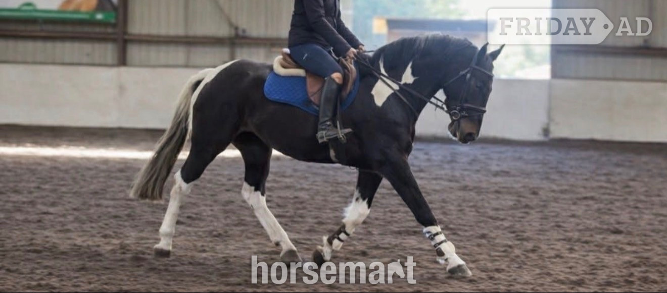 "Brooklyn Aurora " Piebald Mare All Rounder