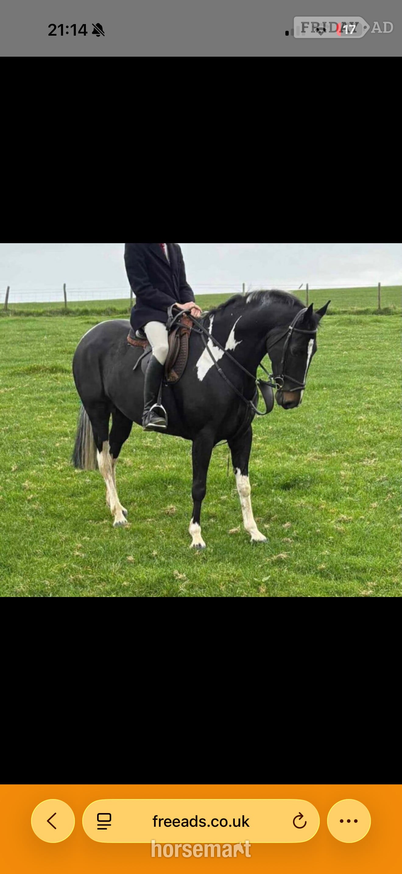 Cardiff "Brooklyn Aurora " Piebald Mare All Rounder