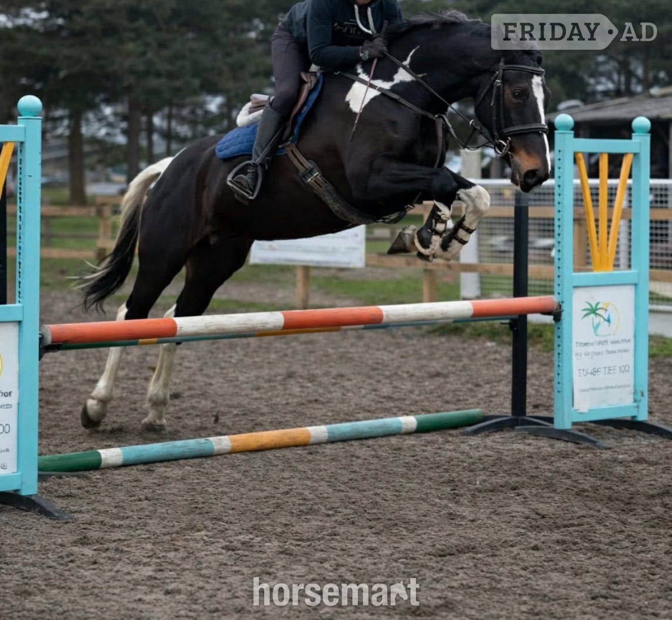"Brooklyn Aurora " Piebald Mare All Rounder -  in Cardiff
