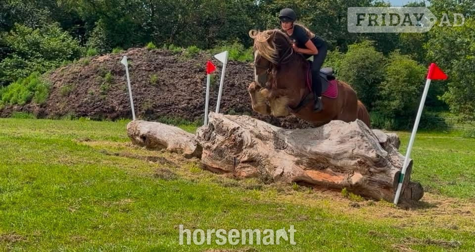 "Zeus" Chestnut Gelding All Rounder - Horses