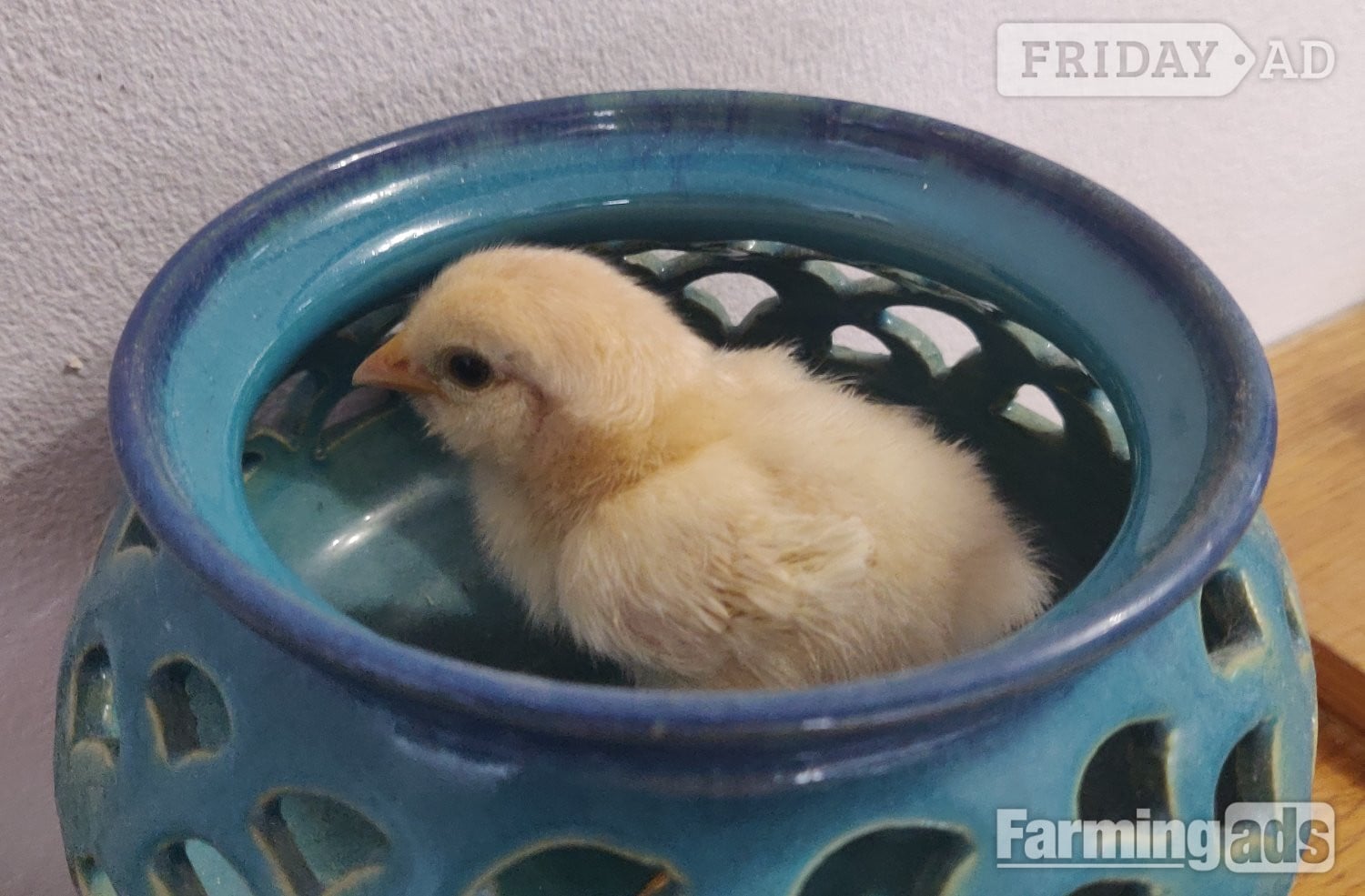 Newborn chicks for sale in London  in London