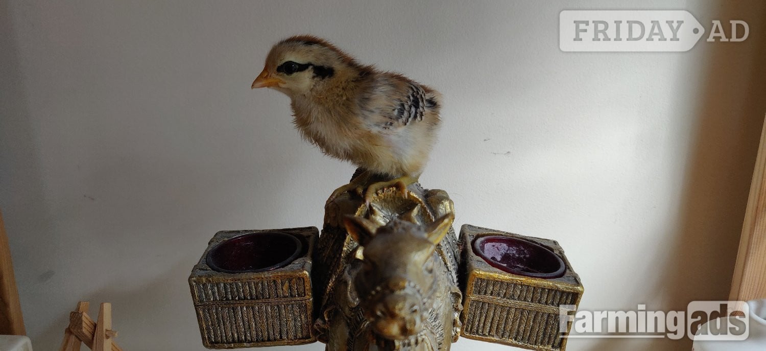 Newborn chicks for sale in London 