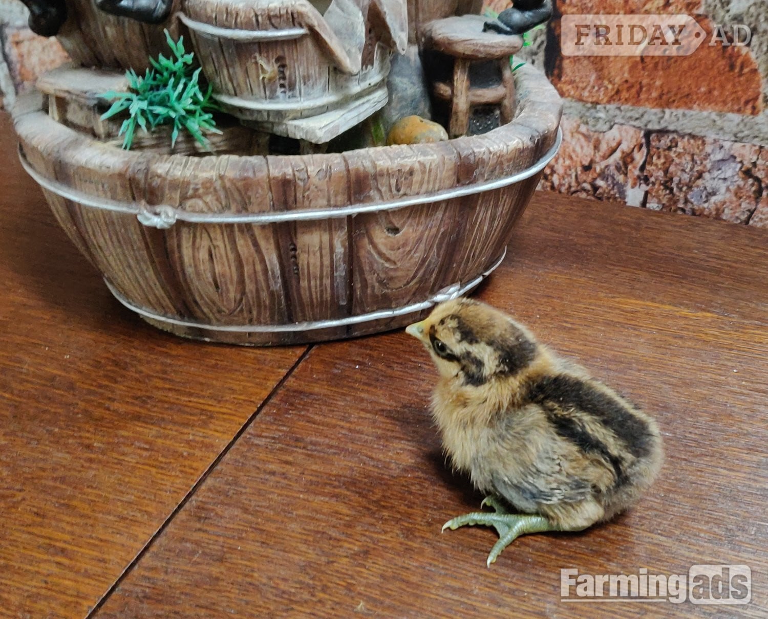Newborn chicks for sale in London  - Poultry in London