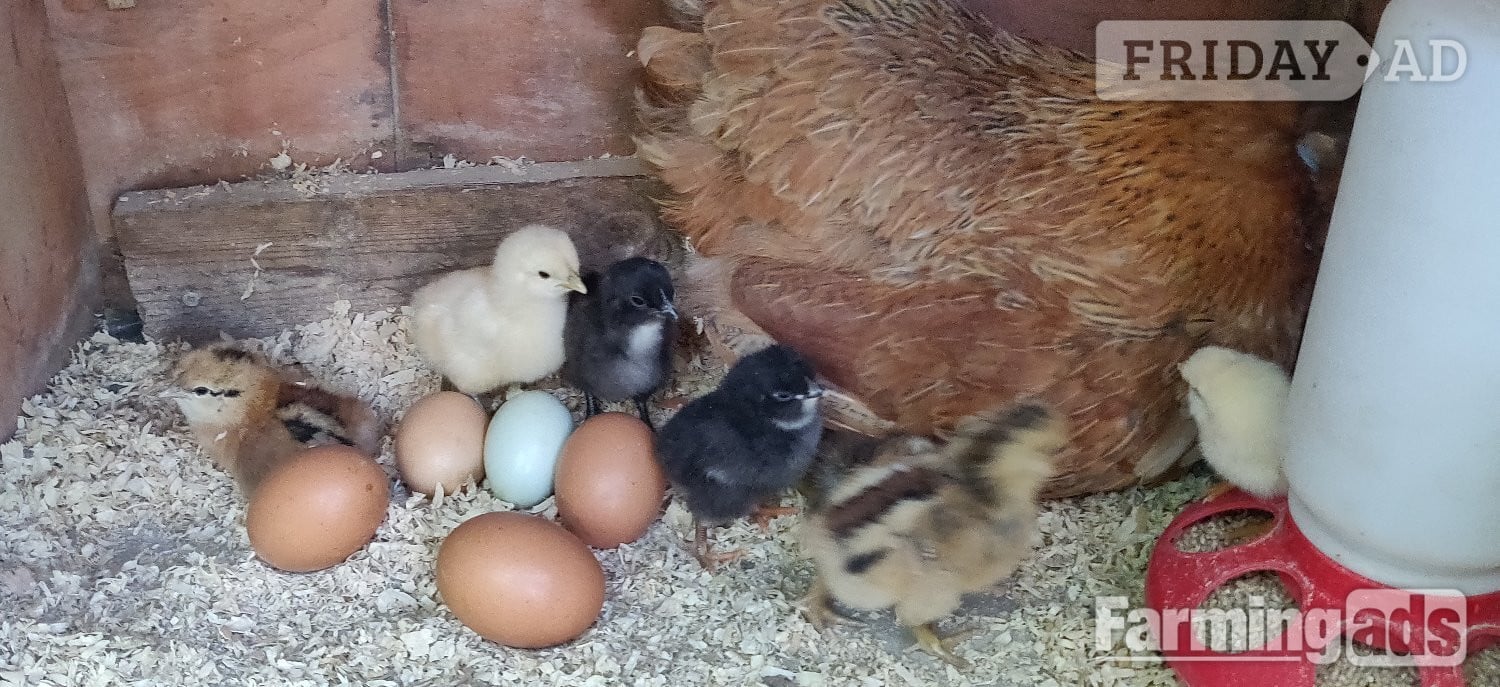 Newborn chicks for sale in London  - Poultry
