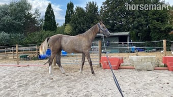"Chance" Grey Colt Young Sport Horse