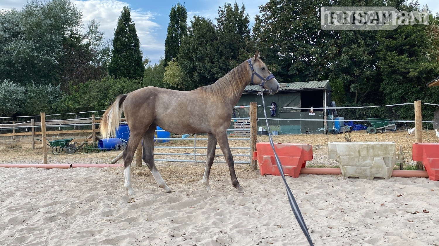 "Chance" Grey Colt Young Sport Horse in Preston