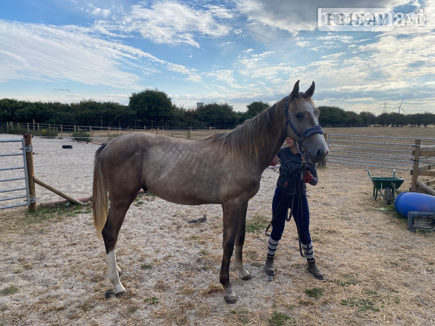 "Chance" Grey Colt Young Sport Horse