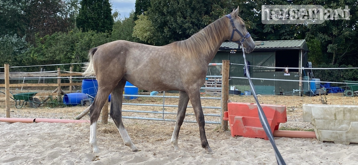 Preston "Chance" Grey Colt Young Sport Horse