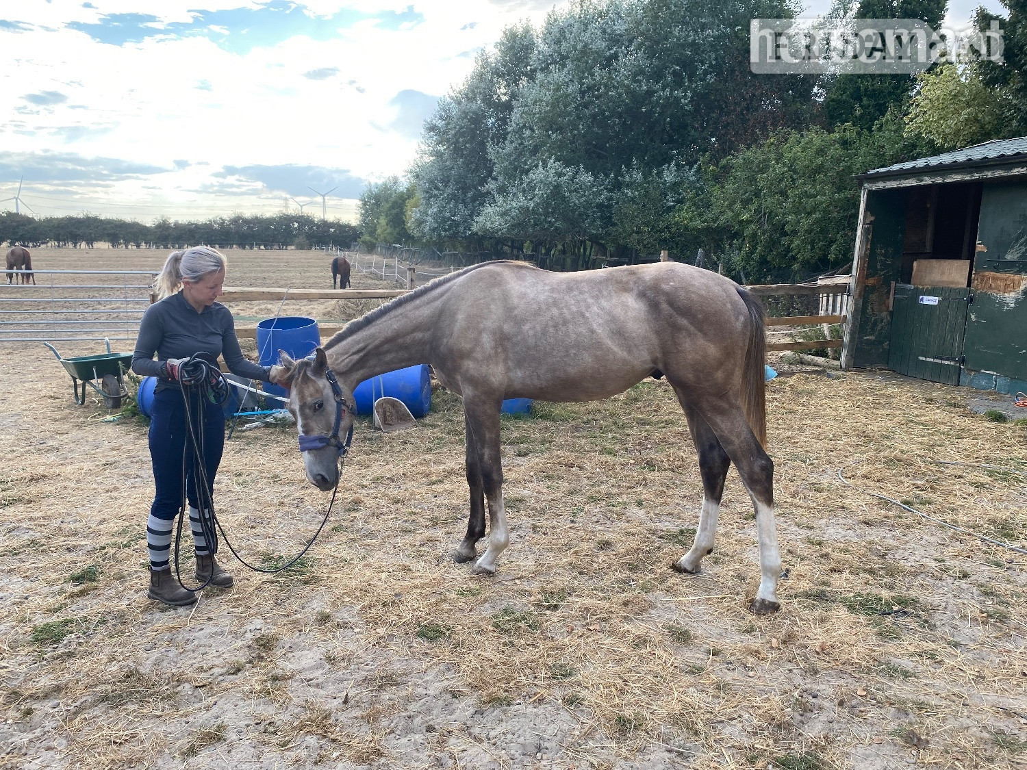 "Chance" Grey Colt Young Sport Horse - Horses in Preston