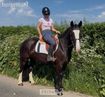 "Peaches: safe, mellow, and gentle allrounder" Black Mare All Rounder
