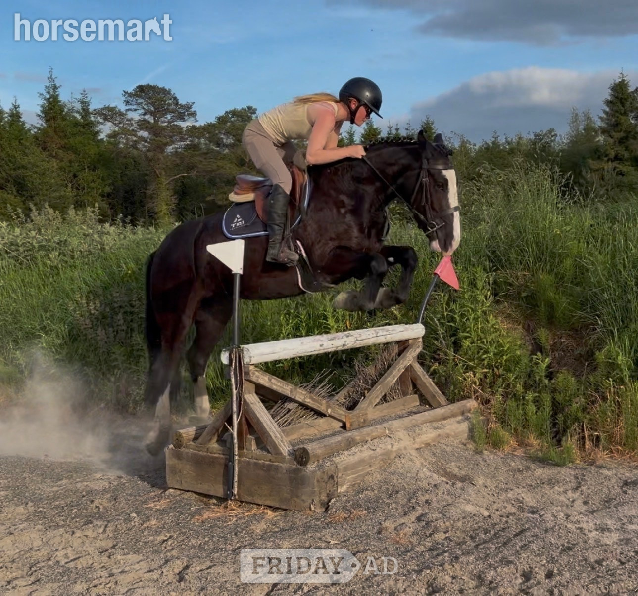 "Peaches: safe, mellow, and gentle allrounder" Black Mare All Rounder