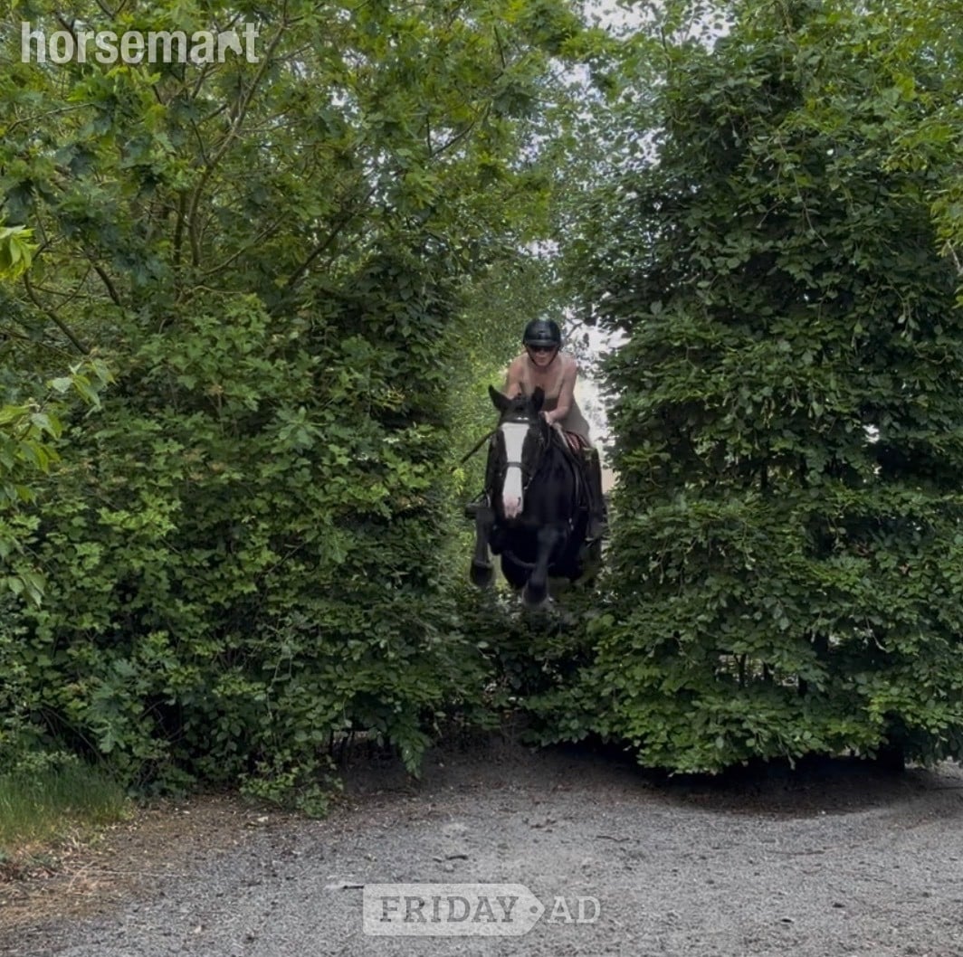 Raheen "Peaches: safe, mellow, and gentle allrounder" Black Mare All Rounder